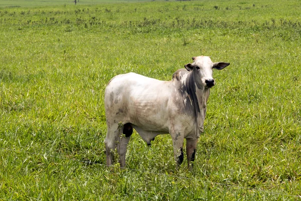 Велика рогата худоба в пасовищі на бразильській фермі — стокове фото