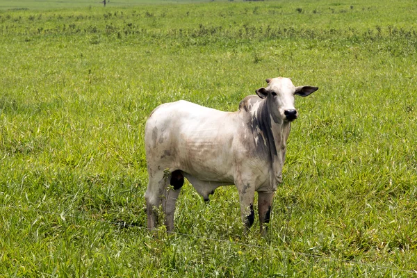 Bovinos em pastagem na fazenda brasileira — Fotografia de Stock