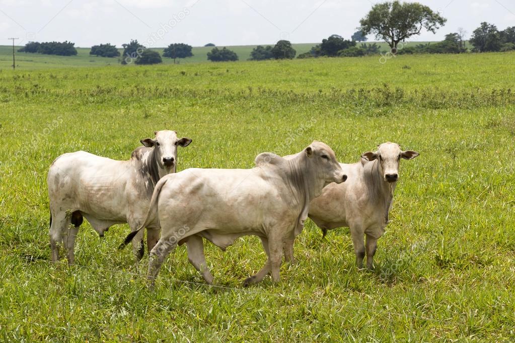 cattle in pasture on brazilian farm