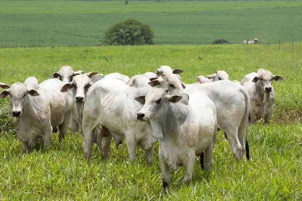 Vee in grasland op Braziliaanse boerderij — Stockfoto