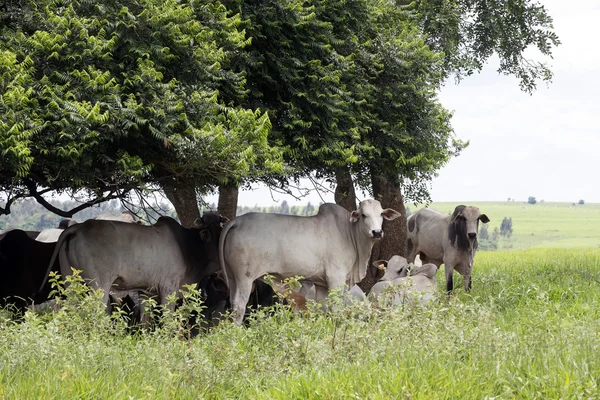 Arazide Brezilyalı çiftlikte sığır — Stok fotoğraf