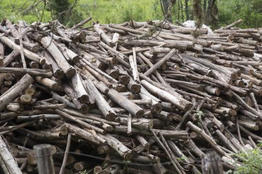 Okaliptüs küme içinde günlüğe kaydeder.
