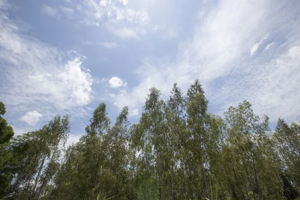 eucalyptus plantation with blue sky