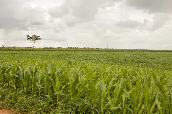 Young corn plantation — Stock Photo, Image