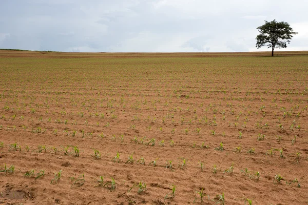 Jonge maïs plantage — Stockfoto