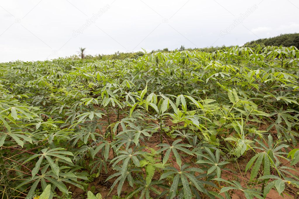 manioc plantation countryside of brazil