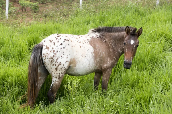 Cavallo che si nutre di pascoli — Foto Stock