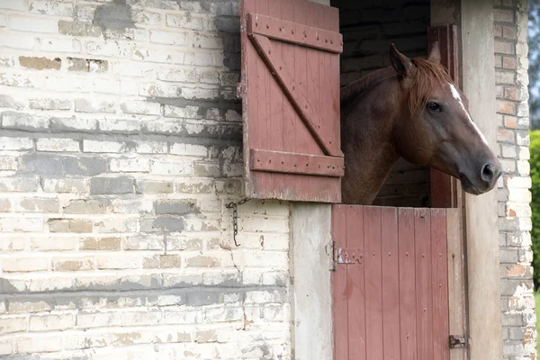 Cavallo che si nutre di pascoli — Foto Stock