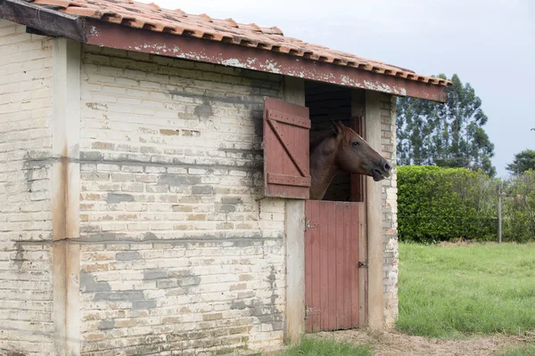 Cavallo che si nutre di pascoli — Foto Stock