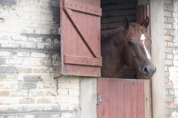 Cavallo che si nutre di pascoli — Foto Stock