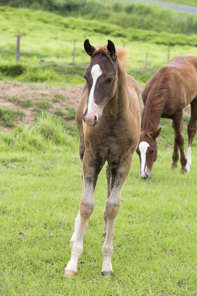 Cavallo che si nutre di pascoli — Foto Stock