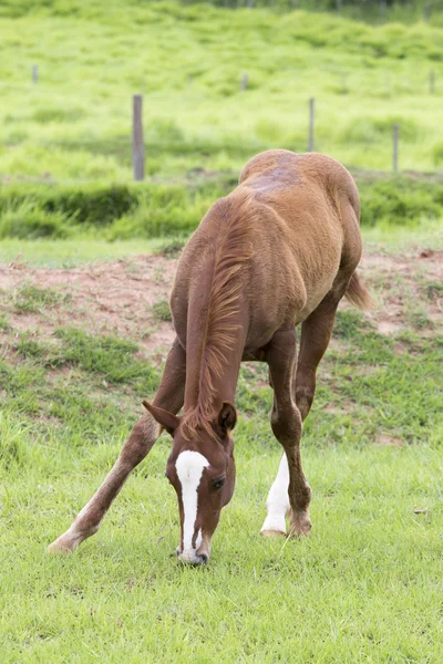 馬の牧草の給餌 — ストック写真