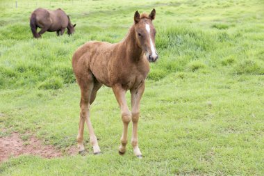 mera üzerinde besleme at