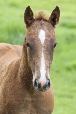 mera üzerinde besleme at