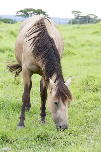 Cavallo che si nutre di pascoli — Foto Stock