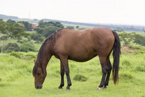 Cavallo che si nutre di pascoli — Foto Stock