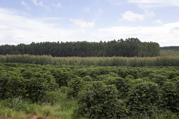 巴西农村木薯种植园 — 图库照片