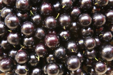 Jaboticaba, Brezilya meyve