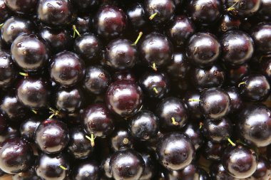 jaboticaba, brazilian fruit clipart