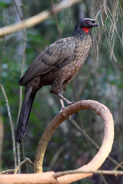 Jacupemba または Jacu 自然にブラジルの鳥 — ストック写真