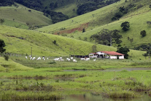 Cena rural com gado — Fotografia de Stock