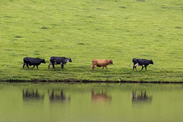 Vacas em linha — Fotografia de Stock