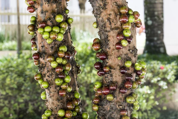 Jaboticaba, Brzilian fruit — стоковое фото