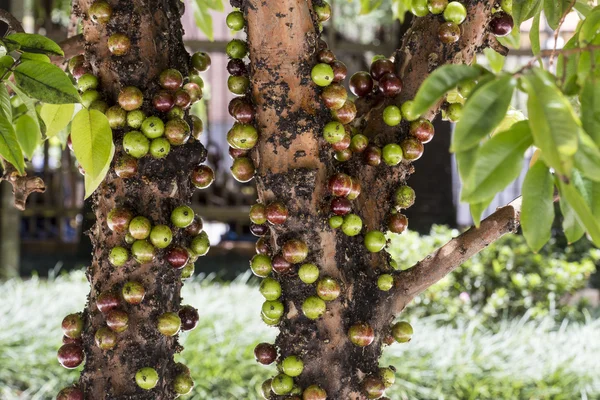 Jaboticaba, Brezilya meyve