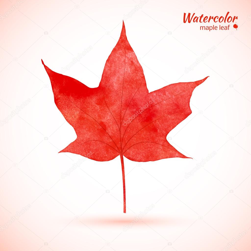 Watercolor red maple leaf.