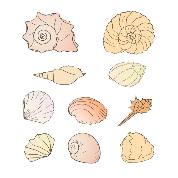 Set of shells — Stock Vector