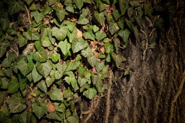 ağaç üzerindeki yeşil sarmaşık