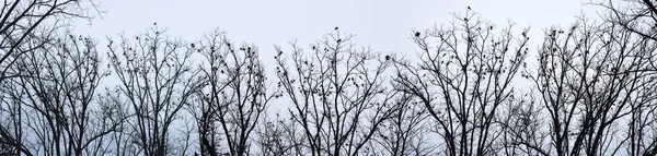 Cuervos en los árboles — Foto de Stock