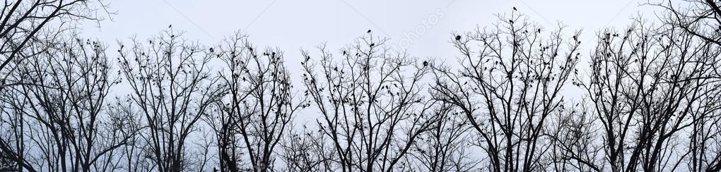Crows on trees