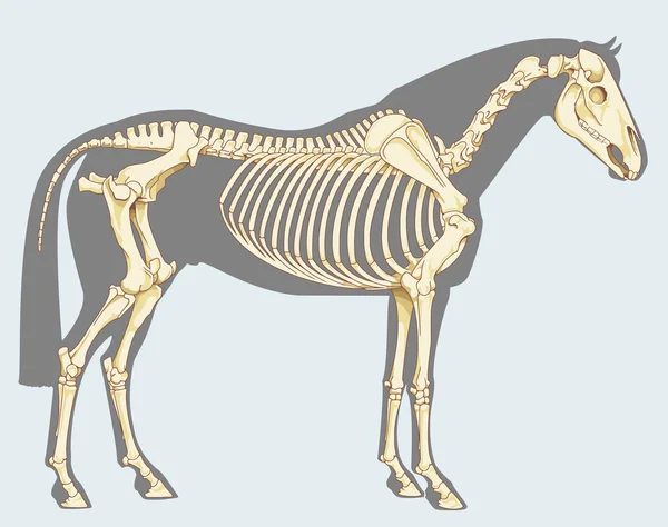 Scheletro di cavallo — Foto Stock