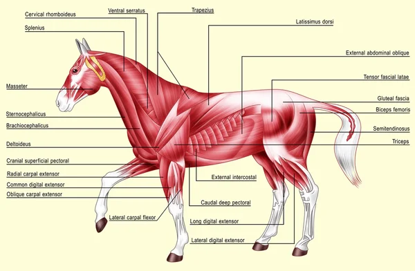 Paard anatomie - spieren — Stockfoto