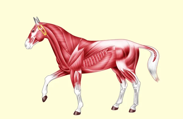 Hästen anatomi - muskler - ingen text — Stockfoto
