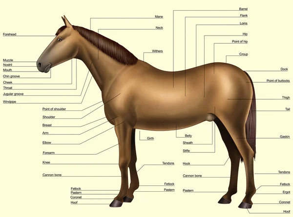 Hästen anatomi - kroppsdelar — Stockfoto