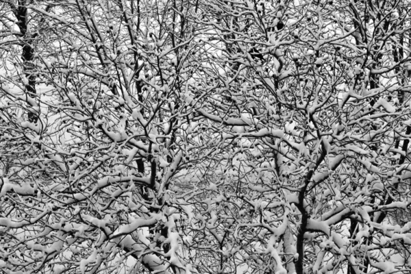 Winterliche Zweige Mit Weißem Schnee Bedeckt Ansicht Von Oben Weihnachten — Stockfoto
