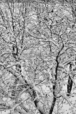 Kışın karla kaplı ağaç. Kar mevsimi arka planı. Üst Manzara. Dikey resim