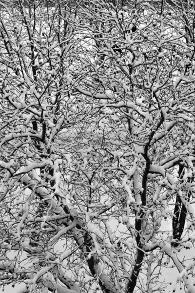 Winter Schneebedeckter Baum Schnee Winter Hintergrund Ansicht Von Oben Vertikales — Stockfoto