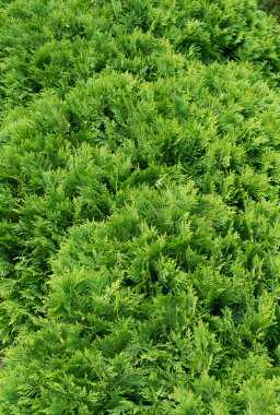Yeşillik dalını kaybediyoruz. Thuja Occidentalis (selvi familyası Cupressaceae)