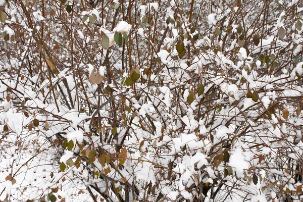 Schneebedeckte Buschzweige Mit Verblassten Blättern Verschneiter Wintertag Hintergrund — Stockfoto