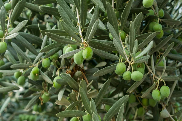 Närbild Olivträd Med Gröna Oliver Friska Livsmedel Organisk Bakgrund — Stockfoto