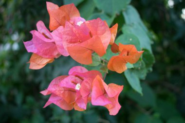Pembe-turuncu Bougainvillea. Yaz çiçekleri arka planı. Bokeh etkisi