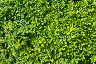Boxwood 'un Evergreen çalılığı (Ortak Kutu, Avrupa Kutusu, Buxus Sempervirens). Yeşillik arka planına yakın plan