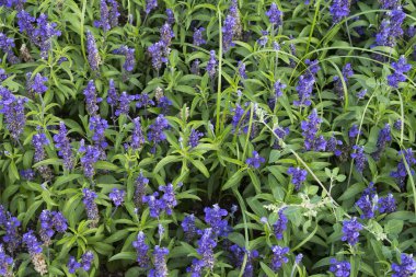 Küçük tatlı mor çiçekler. Çiçekli halı. Doğal yaz geçmişi