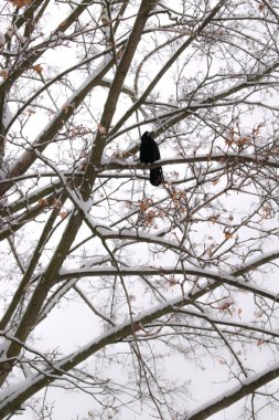 Kış günündeki kuş: Ağacın üzerindeki Kale (Corvus frugilegus). Dikey resim.