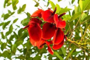 Erythrina Crista-galli 'nin kırmızı çiçeği (Cockspur Mercan ağacı). Arjantin ve Uruguay 'ın ulusal çiçeği.