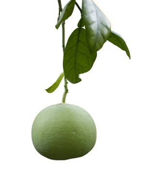 Yeşil greyfurt beyaz arkaplanda izole edilmiş.