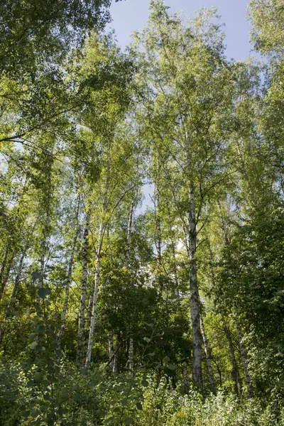 Vidoeiro Verde Árvores Fundo Céu Azul — Fotografia de Stock
